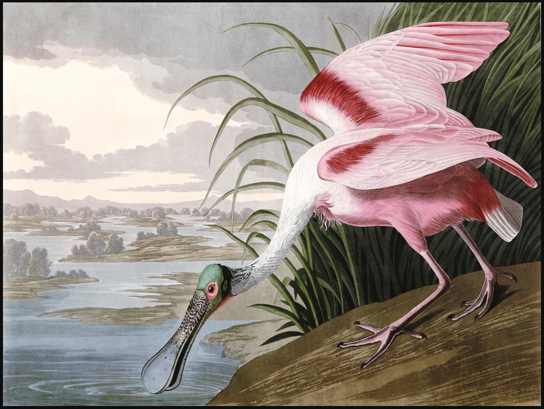 Roseate Spoonbill, John James Audubon; Week 6